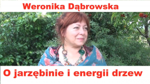Jarzębina czerwona i energia drzew - Weronika Dąbrowska