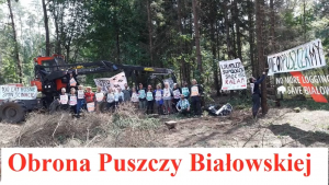 Wycinka drzew w Puszczy Białowieskiej - relacja aktywistki Obozu dla Puszczy